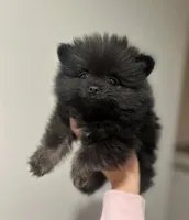 Merle Puppy, a female Pomeranian for sale in Hohenwald, TN – Photo 2 of 4