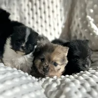Merle Puppy, a female Pomeranian for sale in Hohenwald, TN – 4 of 4