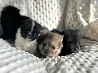 Merle Puppy, a female Pomeranian for sale in Hohenwald, TN – Photo 4 of 4