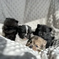 Merle Puppy, a female Pomeranian for sale in Hohenwald, TN – 3 of 4