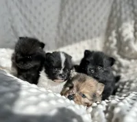 Merle Puppy, a female Pomeranian for sale in Hohenwald, TN – Photo 3 of 4