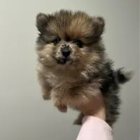 Merle Puppy, a female Pomeranian for sale in Hohenwald, TN – 1 of 4