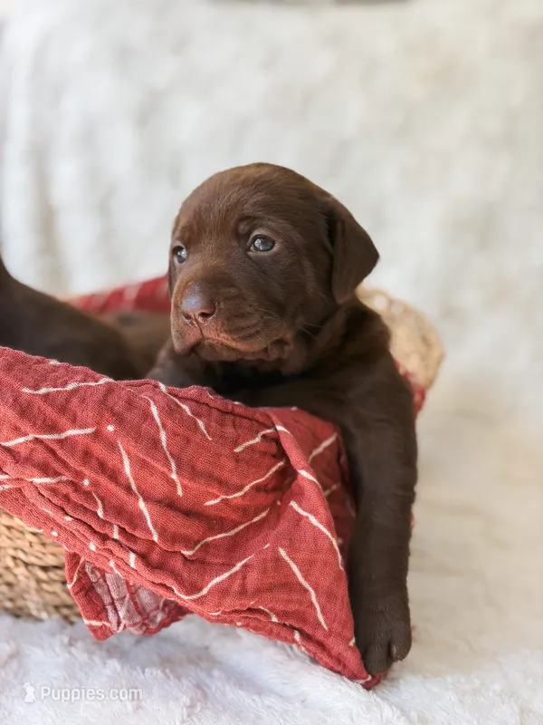 AKC Chocolate Labrador Female – Labrador Retriever puppy for sale in Hohenwald, TN