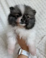 Parti Pomeranian Puppy, a male Pomeranian for sale in Hohenwald, TN – 2 of 4