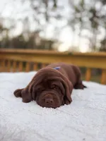 AKC Chocolate Labrador Female, a female Labrador Retriever for sale in Hohenwald, TN – 2 of 7