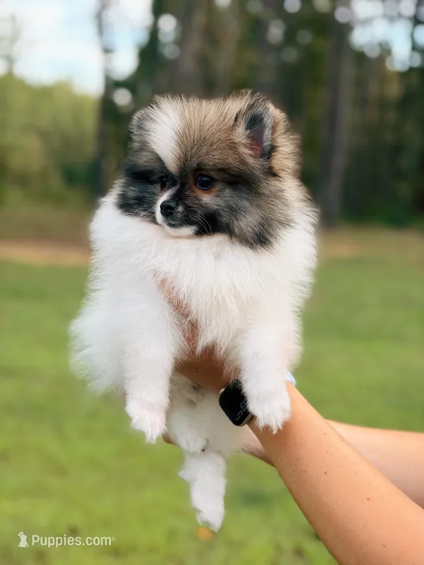 Pomeranian Puppy  – Pomeranian puppy for sale in Hohenwald, TN