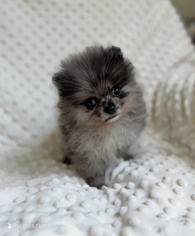 Merle Pomeranian Puppy – Pomeranian puppy for sale in Hohenwald, TN