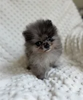 Merle Pomeranian Puppy, a female Pomeranian for sale in Hohenwald, TN – 1 of 5