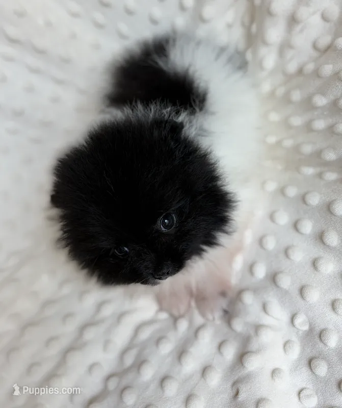 Parti Pomeranian Puppy – Pomeranian puppy for sale in Hohenwald, TN