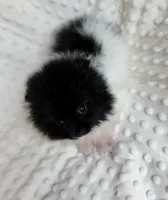 Parti Pomeranian Puppy, a female Pomeranian for sale in Hohenwald, TN – 2 of 5