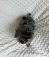 Merle Pomeranian Puppy, a female Pomeranian for sale in Hohenwald, TN – 4 of 5