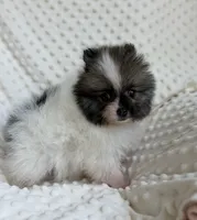 Parti Pomeranian Puppy, a male Pomeranian for sale in Hohenwald, TN – 3 of 4