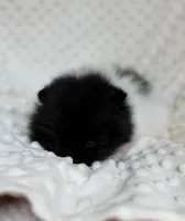 Parti Pomeranian Puppy, a female Pomeranian for sale in Hohenwald, TN – 3 of 5
