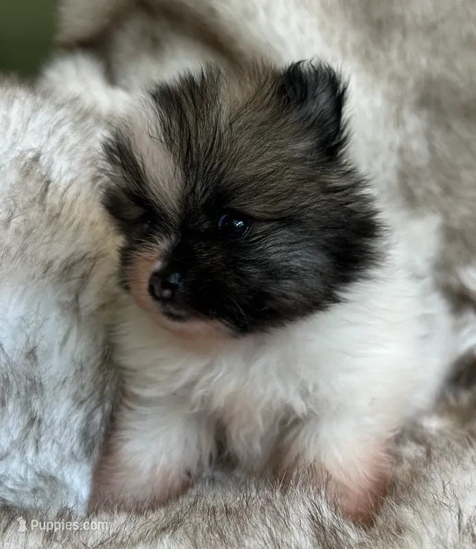 Pomeranian Puppy – Pomeranian puppy for sale in Hohenwald, TN