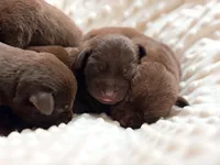 AKC Chocolate Labrador Female, a female Labrador Retriever for sale in Hohenwald, TN – 5 of 5