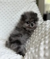 Merle Pomeranian Puppy, a female Pomeranian for sale in Hohenwald, TN – 3 of 5