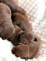 AKC Chocolate Labrador Female, a female Labrador Retriever for sale in Hohenwald, TN – 4 of 5