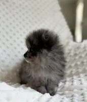 Merle Pomeranian Puppy, a female Pomeranian for sale in Hohenwald, TN – 2 of 5