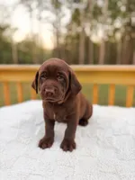 AKC Chocolate Labrador Female, a female Labrador Retriever for sale in Hohenwald, TN – 3 of 7