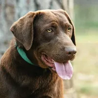 Koko, a female Labrador Retriever for sale in Hohenwald, TN – 1 of 2
