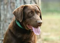 Koko, a female Labrador Retriever for sale in Hohenwald, TN – Photo 1 of 2