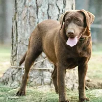 Koko, a female Labrador Retriever for sale in Hohenwald, TN – 2 of 2