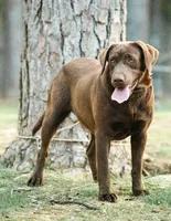 Koko, a female Labrador Retriever for sale in Hohenwald, TN – Photo 2 of 2