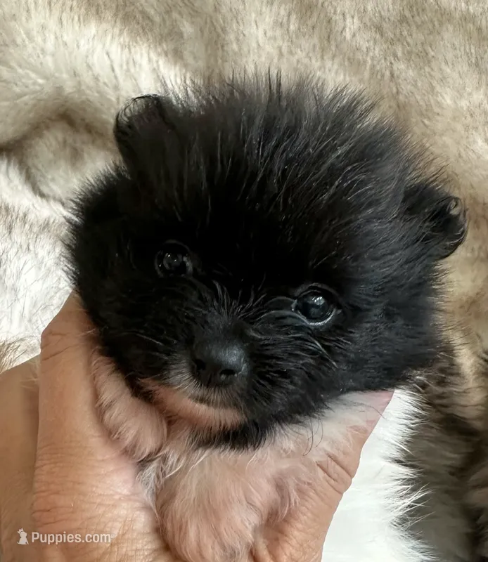 Pomeranian Puppy – Pomeranian puppy for sale in Hohenwald, TN