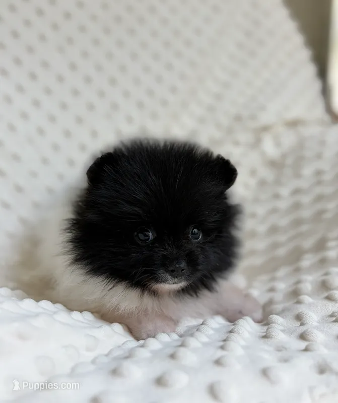 Parti Pomeranian Puppy – Pomeranian puppy for sale in Hohenwald, TN