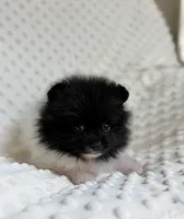 Parti Pomeranian Puppy, a female Pomeranian for sale in Hohenwald, TN – 1 of 5
