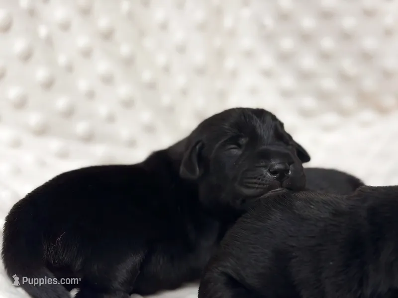 AKC Black Labrador Male – Labrador Retriever puppy for sale in Hohenwald, TN