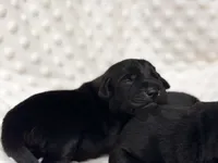 AKC Black Labrador Male, a male Labrador Retriever for sale in Hohenwald, TN – 1 of 4