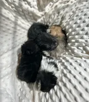 Pomeranian Puppy, a female Pomeranian for sale in Hohenwald, TN – Photo 6 of 8