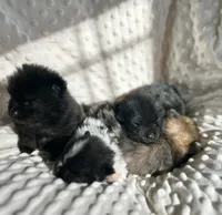 Pomeranian Puppy, a female Pomeranian for sale in Hohenwald, TN – Photo 4 of 8