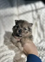 Pomeranian Puppy, a female Pomeranian for sale in Hohenwald, TN – Photo 3 of 8