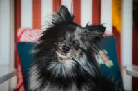 Pomeranian Puppy, a female Pomeranian for sale in Hohenwald, TN – Photo 7 of 8