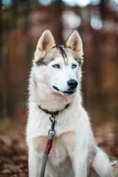 Sunny, a female Siberian Husky for sale in Hohenwald, TN – 6 of 9