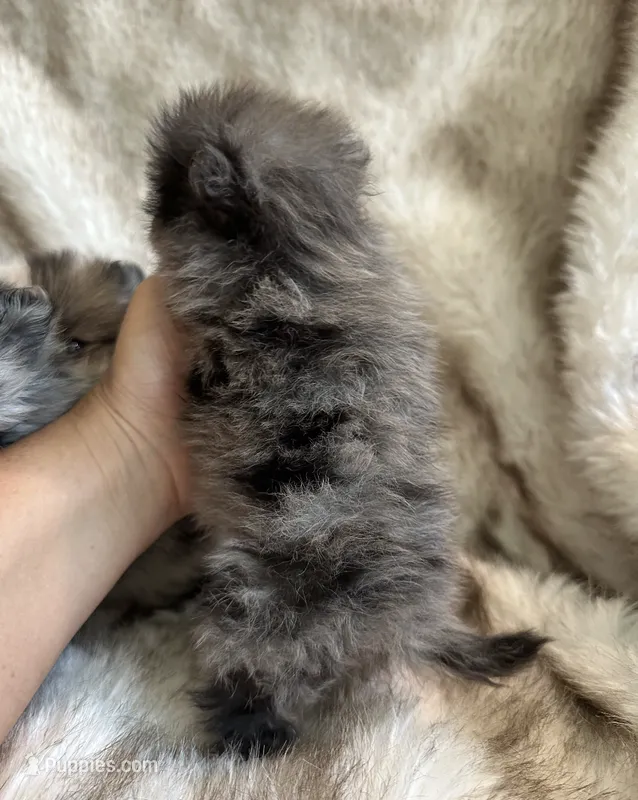 Merle Pomeranian  – Pomeranian puppy for sale in Hohenwald, TN