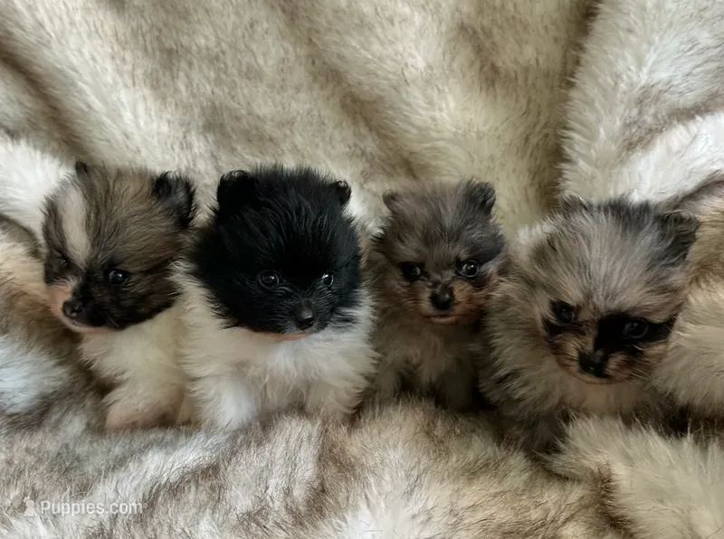 Pomeranian Puppy – Pomeranian puppy for sale in Hohenwald, TN