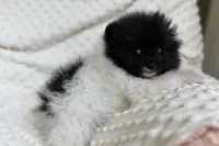 Parti Pomeranian Puppy, a female Pomeranian for sale in Hohenwald, TN – 4 of 5