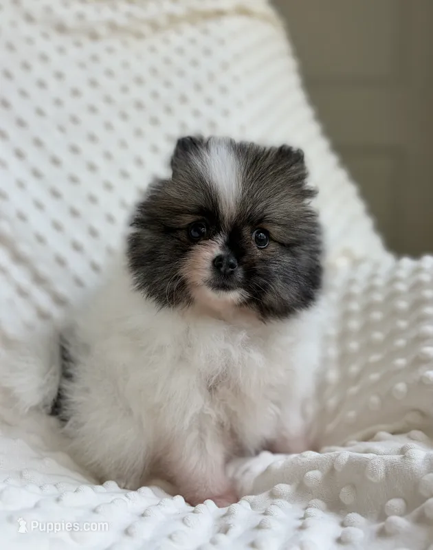 Parti Pomeranian Puppy – Pomeranian puppy for sale in Hohenwald, TN