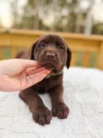 AKC Chocolate Labrador Female, a female Labrador Retriever for sale in Hohenwald, TN – 4 of 7