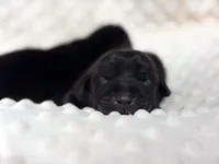 AKC Black Labrador Male, a male Labrador Retriever for sale in Hohenwald, TN – 2 of 4
