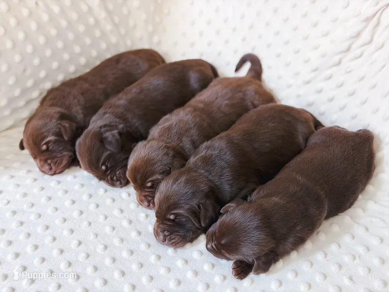 AKC Chocolate Labrador Female – Labrador Retriever puppy for sale in Hohenwald, TN