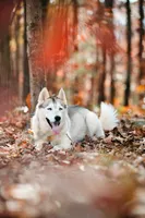 Sunny, a female Siberian Husky for sale in Hohenwald, TN – 3 of 9