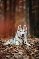 Sunny, a female Siberian Husky for sale in Hohenwald, TN – 5 of 9