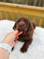 AKC Chocolate Labrador Female, a female Labrador Retriever for sale in Hohenwald, TN – 1 of 7