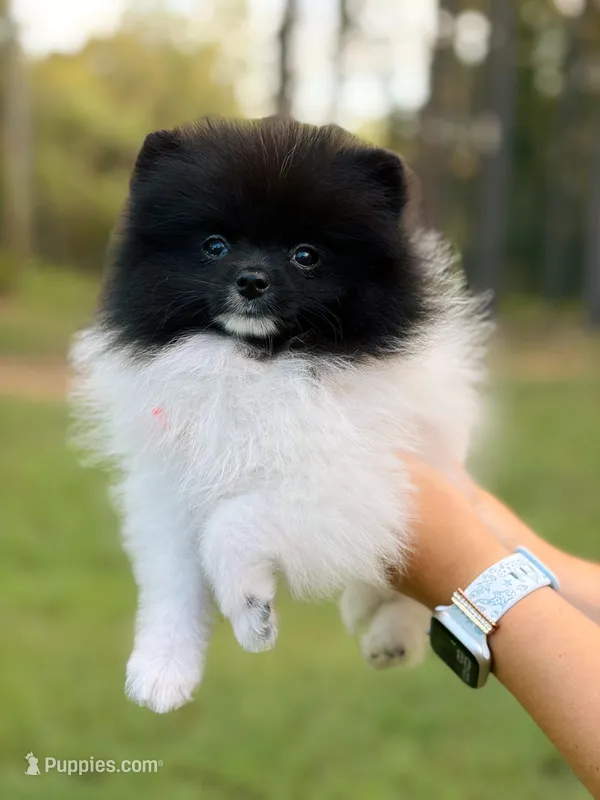 Pomeranian Puppy – Pomeranian puppy for sale in Hohenwald, TN