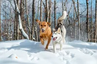 Sunny, a female Siberian Husky for sale in Hohenwald, TN – 8 of 9