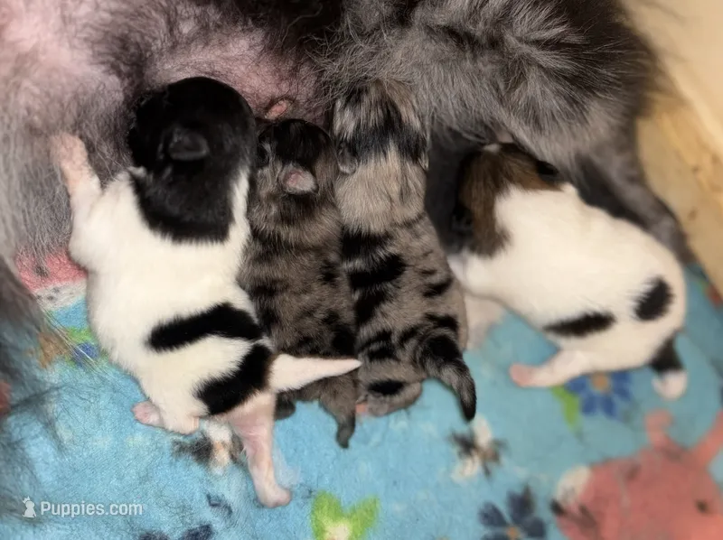Pomeranian Puppy – Pomeranian puppy for sale in Hohenwald, TN
